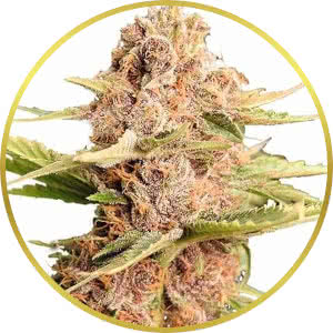 Girl Scout Cookies Feminized Seeds for sale from ILGM