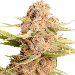 Girl Scout Cookies Feminized Seeds for sale from IGLM