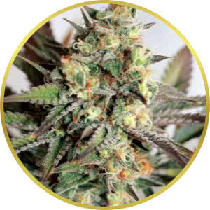 Girl Scout Cookies Feminized Seeds for sale from Seedsman by Garden of Green