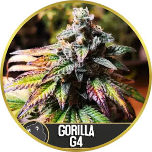 Gorilla Glue Feminized Seeds for sale from Blimburn