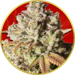 Gorilla Glue Feminized Seeds for sale from Crop King