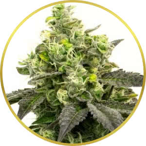 Gorilla Glue Feminized Seeds for sale from Homegrown