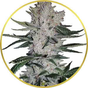 Gorilla Glue Feminized Seeds for sale from ILGM
