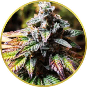 Gorilla Glue Feminized Seeds for sale from Seedsman by BlimBurn