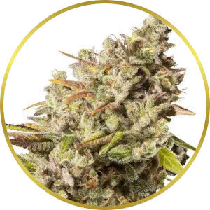 Gorilla Glue Feminized Seeds for sale from Seedsman by RQS