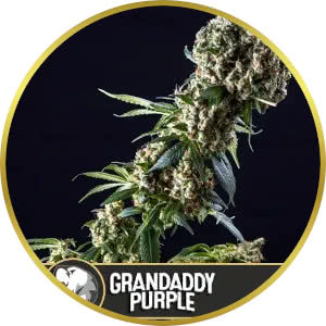 Grand Daddy Purple Feminized Seeds for sale from Blimburn