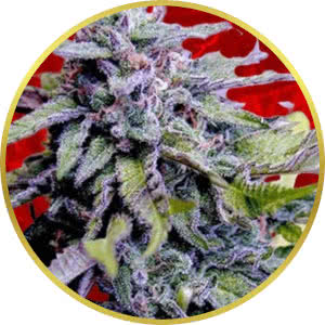 Grand Daddy Purple Feminized Seeds for sale from Crop King