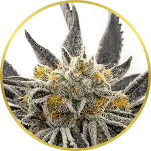 Grandaddy Purple Feminized Seeds for sale from Homegrown