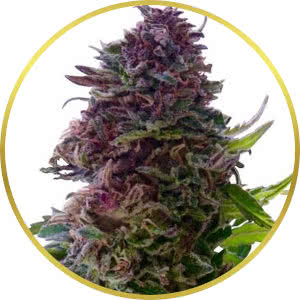 Grand Daddy Purple Feminized Seeds for sale from ILGM