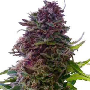 Grand Daddy Purple Feminized Seeds for sale from IGLM