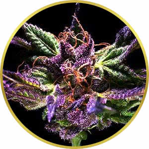 Grand Daddy Purple Feminized Seeds for sale from Seedsman by Ken Estes