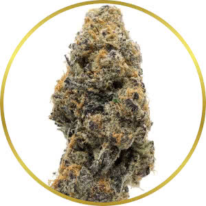 Grand Daddy Purple Feminized Seeds for sale from SeedSupreme