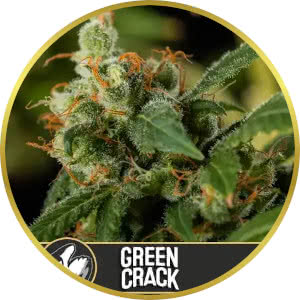 Green Crack Feminized Seeds for sale from Blimburn