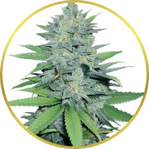 Green Crack Feminized Seeds for sale from Crop King