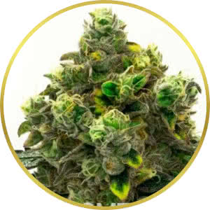Green Crack Feminized Seeds for sale from Homegrown