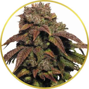 Green Crack Feminized Seeds for sale from ILGM