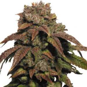 Green Crack Feminized Seeds for sale from IGLM