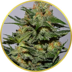 Green Crack Feminized Seeds for sale from Seedsman by Garden of Green