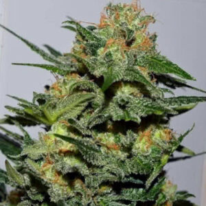 Green Crack Feminized Seeds for sale from Seedsman by Garden of Green