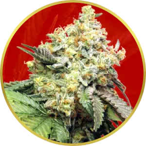 Pure Kush Feminized Seeds for sale from Crop King