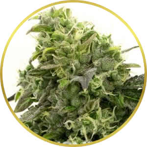 Hindu Kush Feminized Seeds for sale from Homegrown