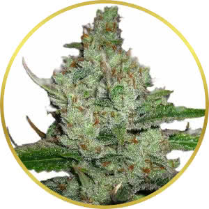 Hindu Kush Feminized Seeds for sale from ILGM