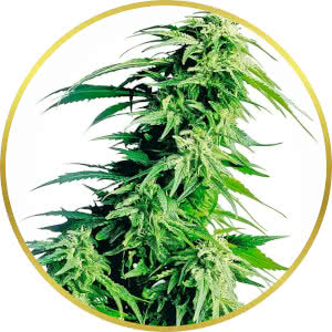 Hindu Kush Feminized Seeds for sale from Seedsman by Sensi Seeds