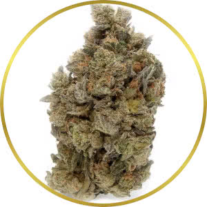 Hindu Kush Feminized Seeds for sale from SeedSupreme