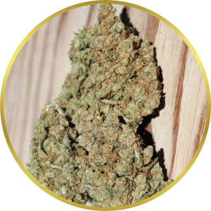 Jack Herer strain bud closeup