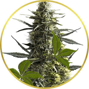 Jack Herer Feminized Seeds for sale from Crop King