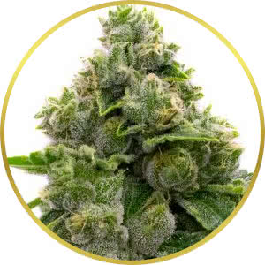 Jack Herer Feminized Seeds for sale from Homegrown