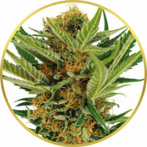 Jack Herer Feminized Seeds for sale from ILGM