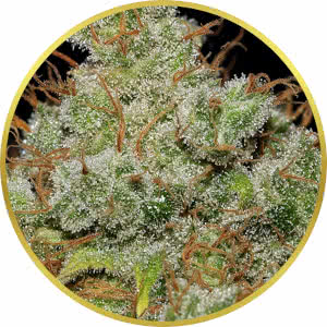 Jack Herer Feminized Seeds for sale from Seedsman