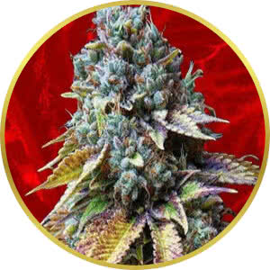 LA Confidential Feminized Seeds for sale from Crop King