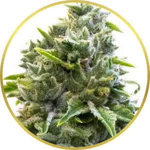 LA Confidential Feminized Seeds for sale from Homegrown