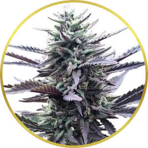 LA Confidential Feminized Seeds for sale from ILGM