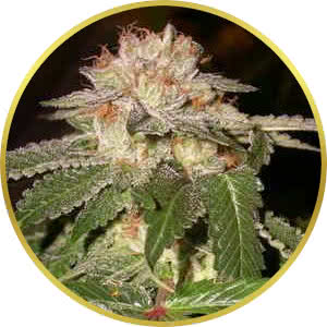 LA Confidential Feminized Seeds for sale from Seedsman by DNA Genetics