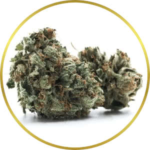 LA Confidential Feminized Seeds for sale from SeedSupreme