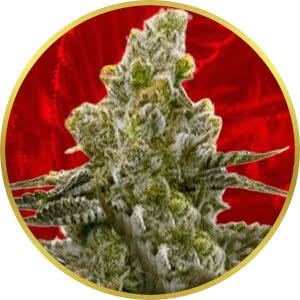 LSD Feminized Seeds for sale from Crop King
