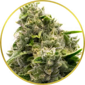 LSD Feminized Seeds for sale from Homegrown