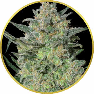 LSD Feminized Seeds for sale from Seedsman by Barney's Farm