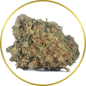 LSD Feminized Seeds for sale from SeedSupreme