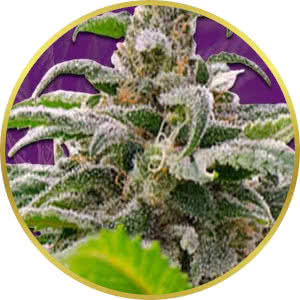 Maui Wowie Auto Feminized Seeds for sale from Crop King
