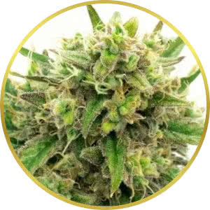 Maui Wowie Feminized Seeds for sale from Homegrown