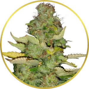 Maui Wowie Feminized Seeds for sale from ILGM