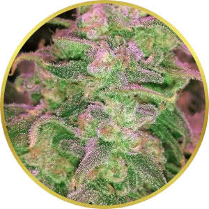 Maui Wowie Feminized Seeds for sale from Seedsman by Nirvana Seeds