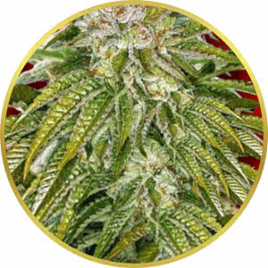 MK Ultra Feminized Seeds for sale from Crop King