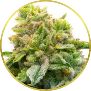 MK Ultra Feminized Seeds for sale from Homegrown