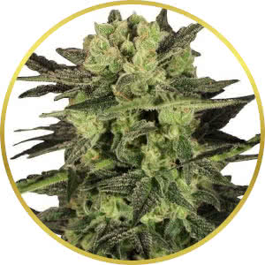 MK Ultra Feminized Seeds for sale from ILGM