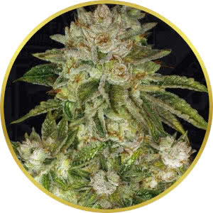 MK Ultra Feminized Seeds for sale from Seedsman by TH Seeds